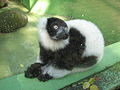 Lemur vari, ZOO Olomouc