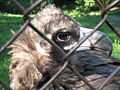 Sup hnědý, ZOO Olomouc