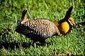 Attwater's Prairie Chicken which is on the US endangered species list.