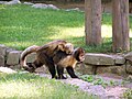 Capucin à poitrine jaune (Cebus xanthosternos)