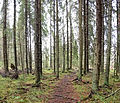osmwiki:File:Trail in forest.jpg