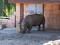 Rhinocéros blanc (Ceratotherium simum)