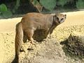 Mangusta liščí, ZOO Olomouc